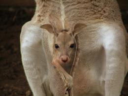 Zipper Kangaroo 